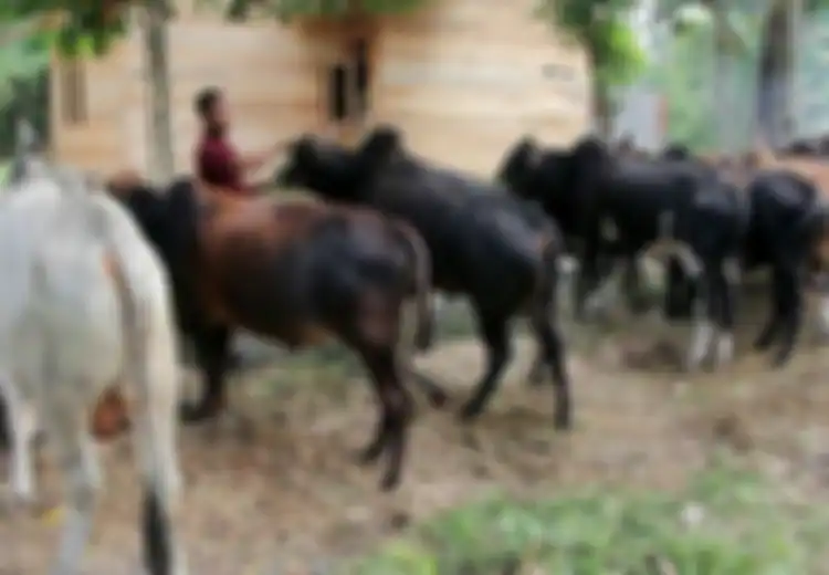 Viral Orang Minum Darah Sapi Kurban: Agar Gemuk dan Terlihat Seksi, Para Pria di Suka Terpencil Ini Justru Jadikan Darah Sapi Sebagai Minuman Sehari-hari
