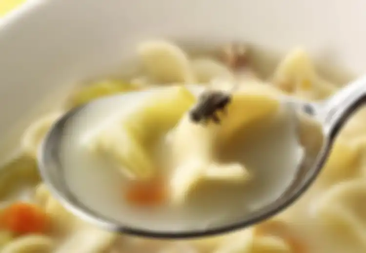 Apakah Makanan yang Dihinggapi Lalat Masih Bisa Dimakan?