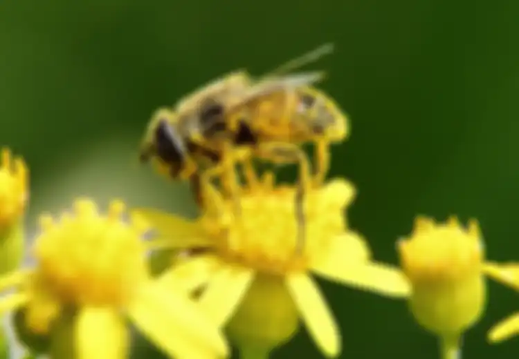 Bee Pollen untuk Imunitas Tubuh