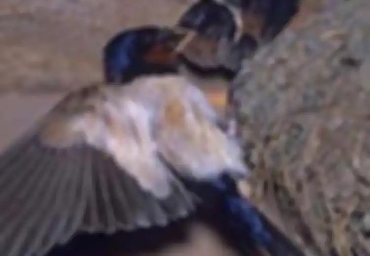 Rengguk Untung dari Liur Burung (2)