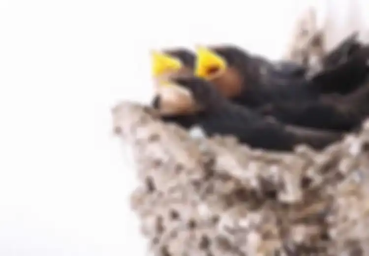 Rengguk Untung dari Liur Burung (1)