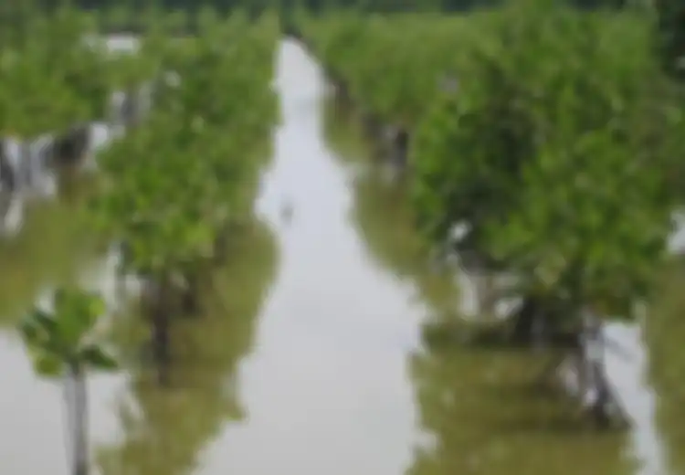 Pertamina Menanam 25 Ribu Mangrove Di Hutan Mangrove Wonorejo