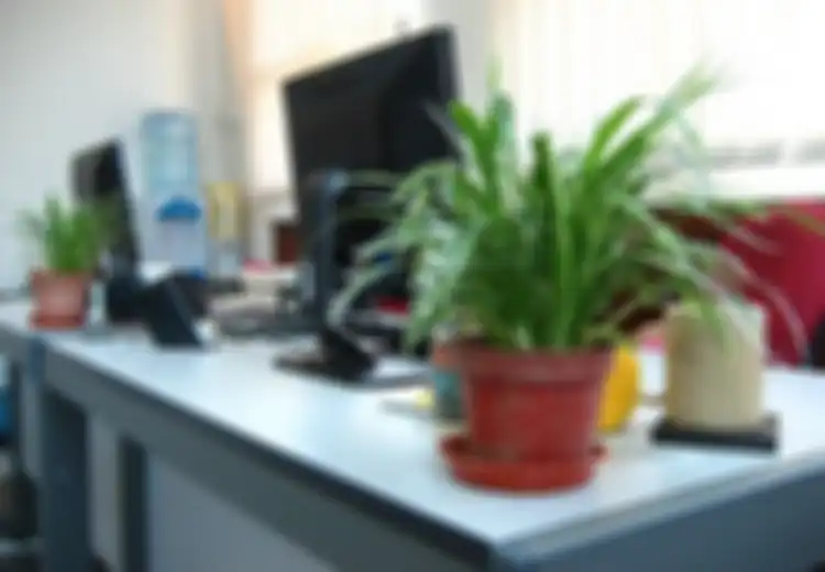 Wahai Para Bos, Tanaman Hijau di Kantor Meningkatkan Produktivitas Karyawan