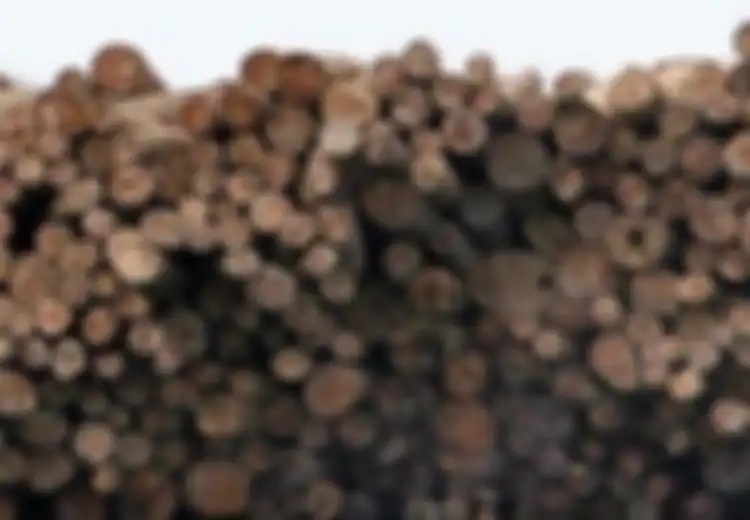 Penebangan Hutan buat Kualitas Hidup Indonesia Menurun