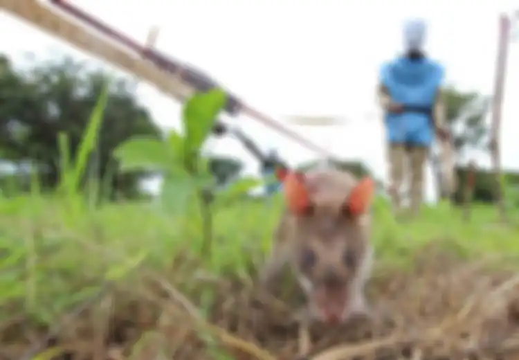 Cricetomys, Tikus Afrika Raksasa yang Selamatkan Banyak Nyawa Manusia Setelah Menjadi Pencari Ranjau