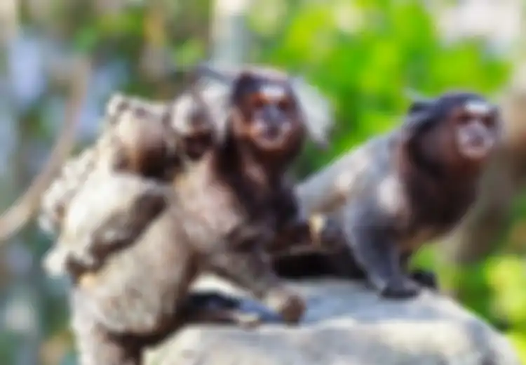Monyet Marmoset Ternyata Memiliki Norma Berbicara Seperti Manusia