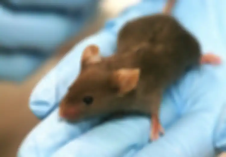 Tikus Jadi Pintar Karena Sel Otak Manusia