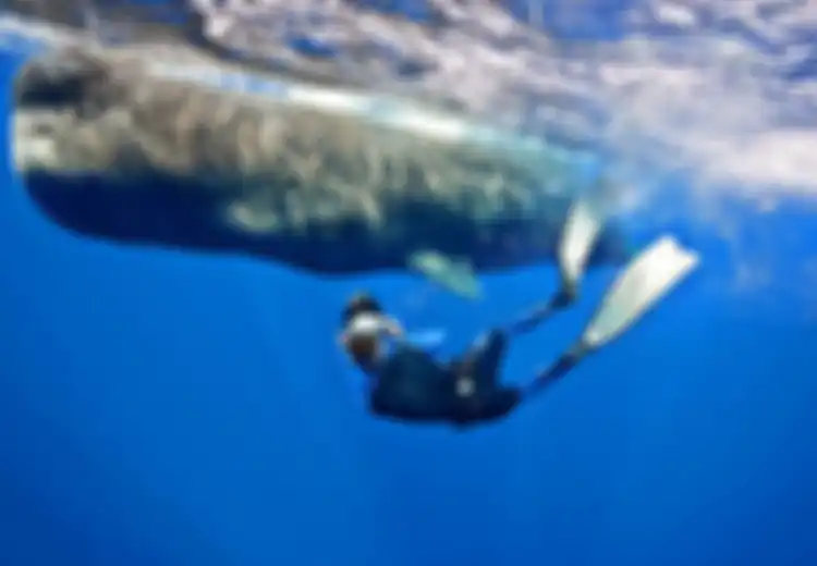 Sekelompok Peneliti Freediving Untuk Melihat Paus