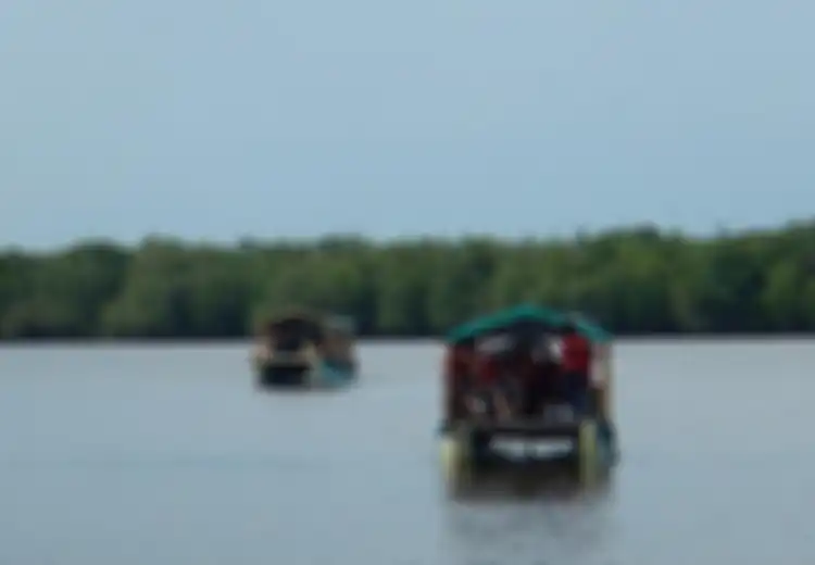 Wisata Mangrove di Bedul Banyuwangi