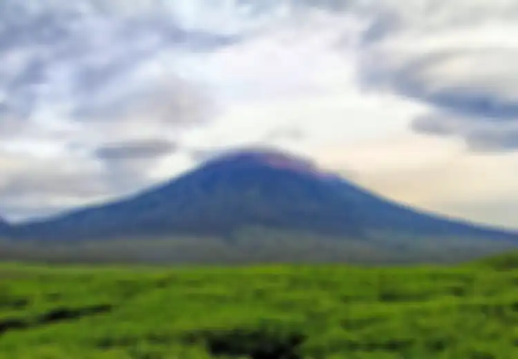Menikmati Teh Hitam di Kaki Gunung Kerinci