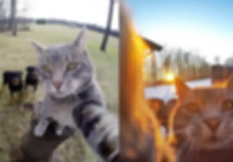 Kucing Lucu yang Doyan Banget Selfie, Foto-fotonya Dijamin Bikin Kita Geli 