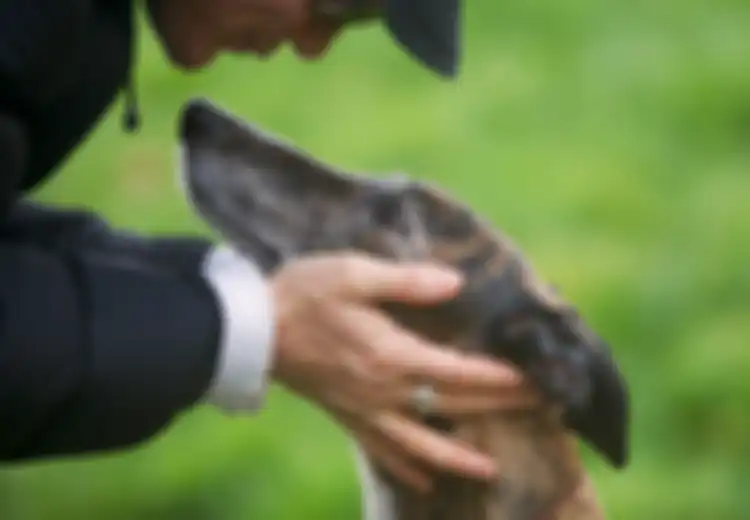Dicium Anjing Meningkatkan Kekebalan Tubuh?