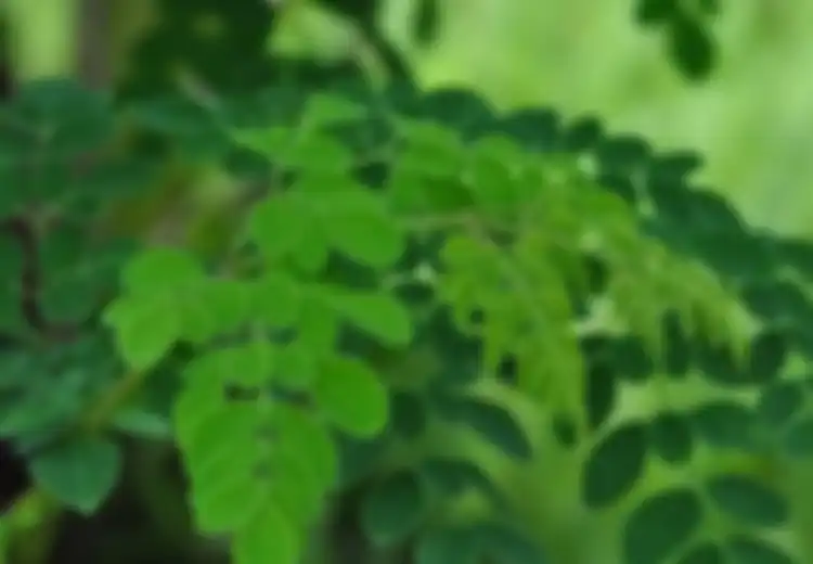 Daun Kelor, Terkenal Lewat Ungkapan, Punya Manfaat Menjanjikan Termasuk Jadi Azimat Kesaktian