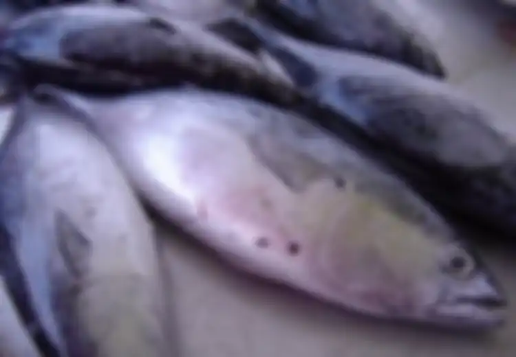 Yakin Bisa Membedakan Ikan Tuna, Ikan Cakalang, dan Ikan Tongkol?