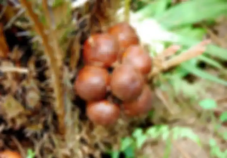 Salak-salak Populer di Indonesia