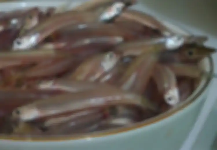 Wow, Ikan Teri Masuk Dalam Daftar 5 Makanan Pendongkrak Kecerdasan Otak