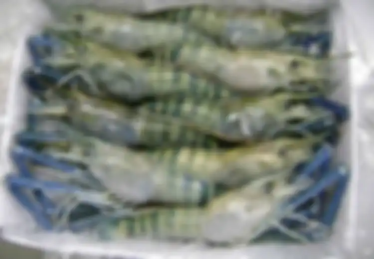 Makanan Beku Untuk Memasak Cepat