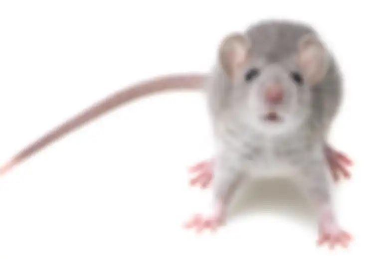Tikus Juga Merasa Menyesal Seperti Manusia