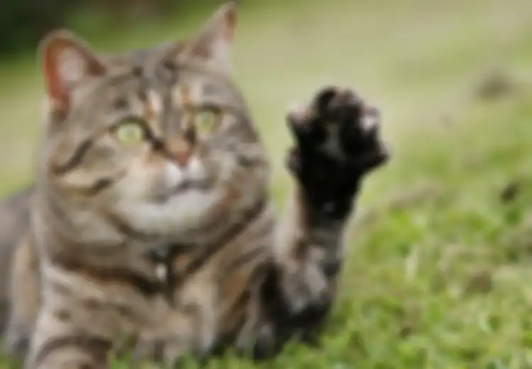 Tikus Picu Kucing Jadi Hewan Peliharaan
