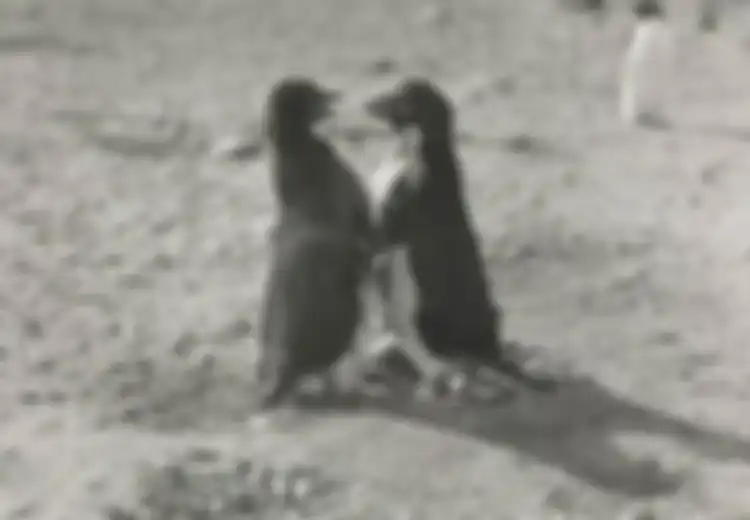 Uniknya Cara Kawin Penguin