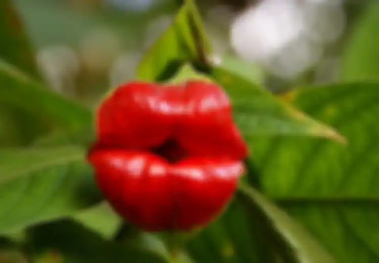 Benarkah Laki-laki Bisa Kehilangan Gairah Seksual Bila Melihat Perempuan Tanpa Lipstik?