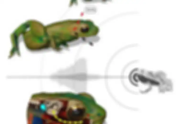 Unik! Bukan Kuping, Katak Ini Gunakan Mulut untuk Mendengar