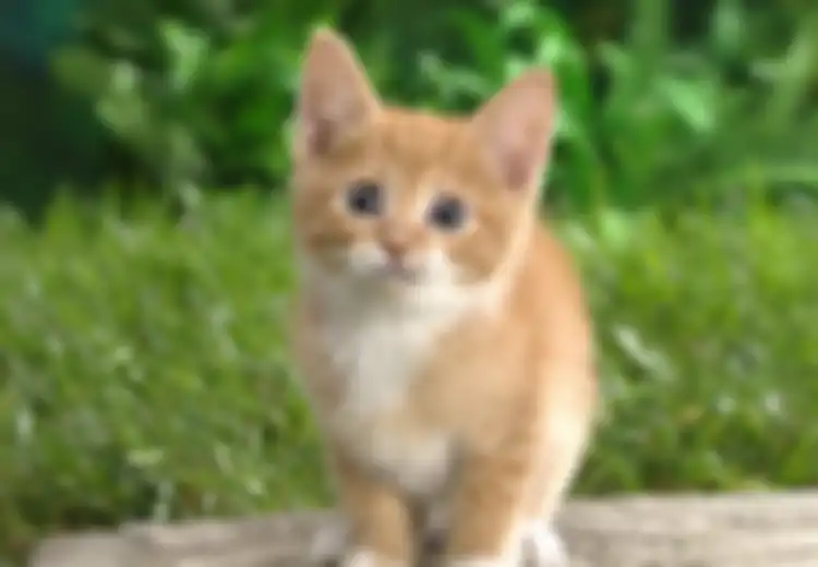 Penyebab Alergi Kucing sedang Diteliti
