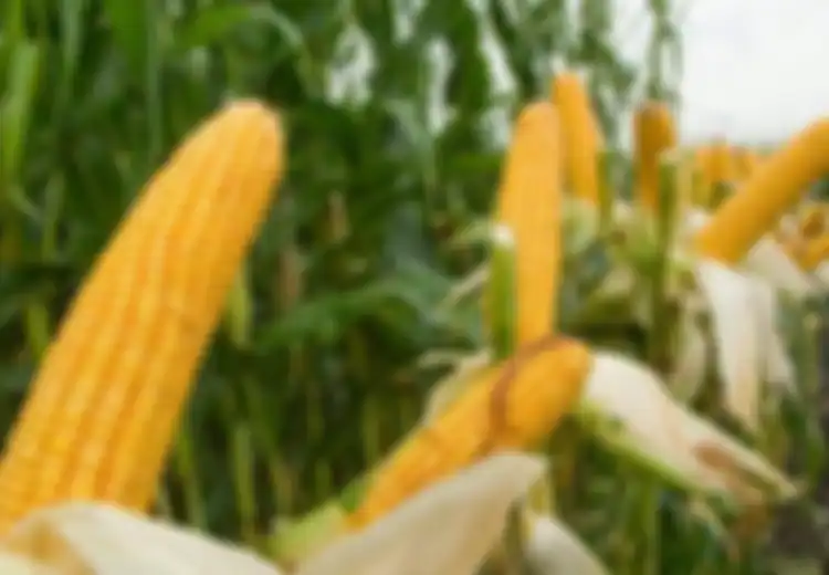 Jangan Dipakai Buat Belajar Merokok Saja, Rambut Jagung Ternyata Punya Banyak Manfaat Bagi Kesehatan