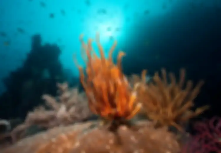 Raja Ampat, Pulau Surga dari Indonesia