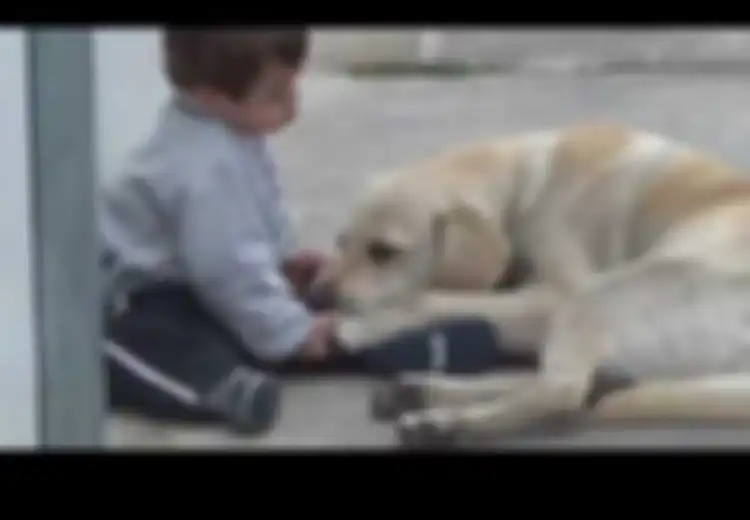 [Video] Saat Seekor Anjing Berteman dengan Anak Down Syndrome
