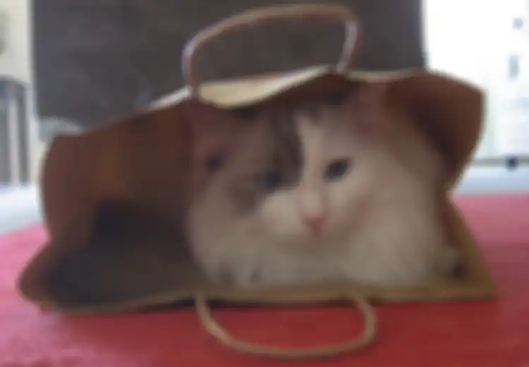 Kucing, Siti, Joko dan Kamto