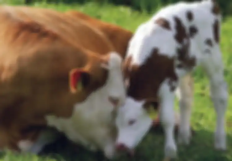 Belajar dari Kasih Induk Sapi