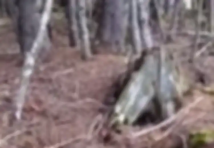 Benarkah Hutan Bernapas? Video Aneh Ini akan Memberikan Jawabannya pada Kita
