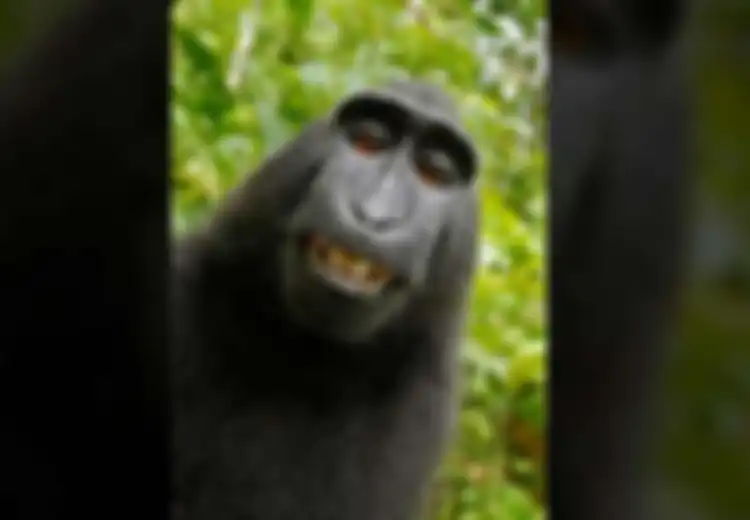Populasinya Hampir Punah, Monyet Jambul Hitam yang Gemar Selfie Ini Sering Jadi Santapan Manusia