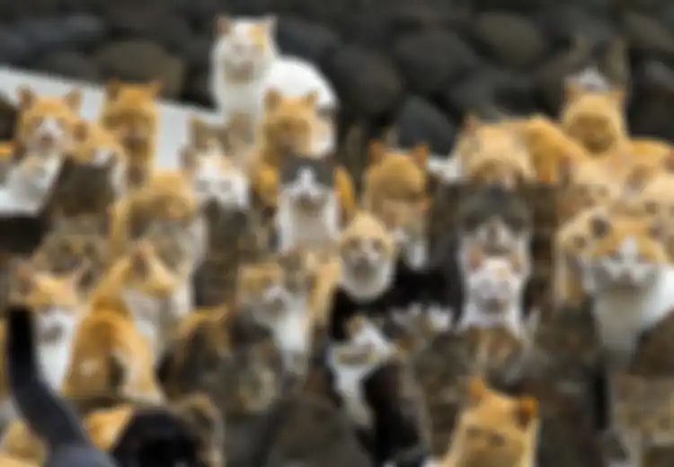 (FOTO) Ada Pasukan Kucing di Pulau Aoshima