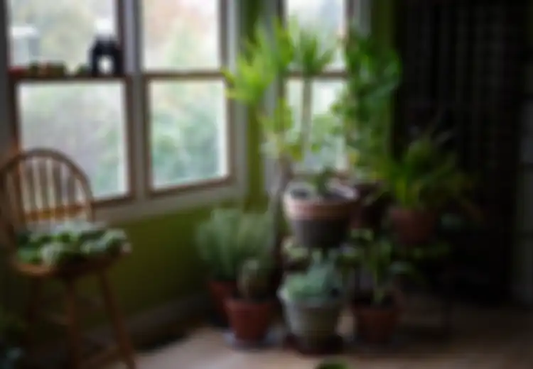 Tak Hanya untuk Keindahan Tanaman dalam Rumah Juga Menyehatkan, Silakan Coba Jika Belum Percaya