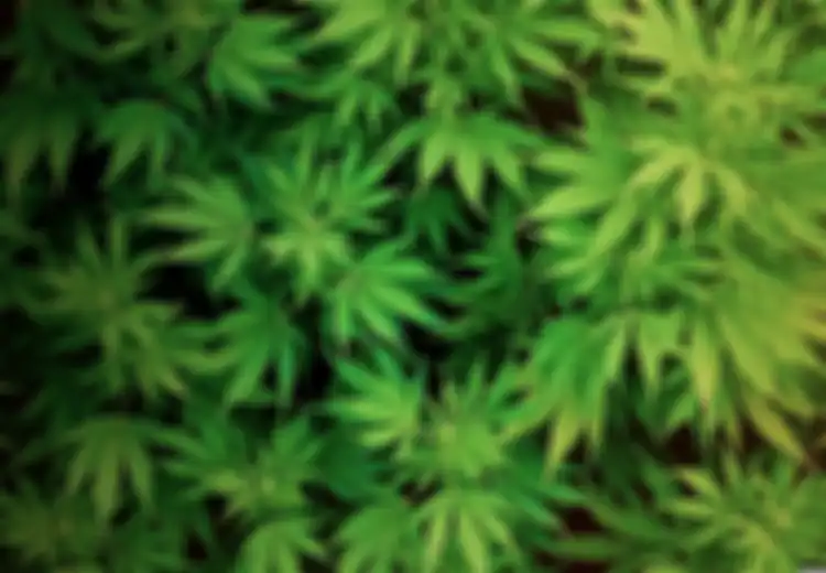 Ganja Tidak Selalu Menenangkan