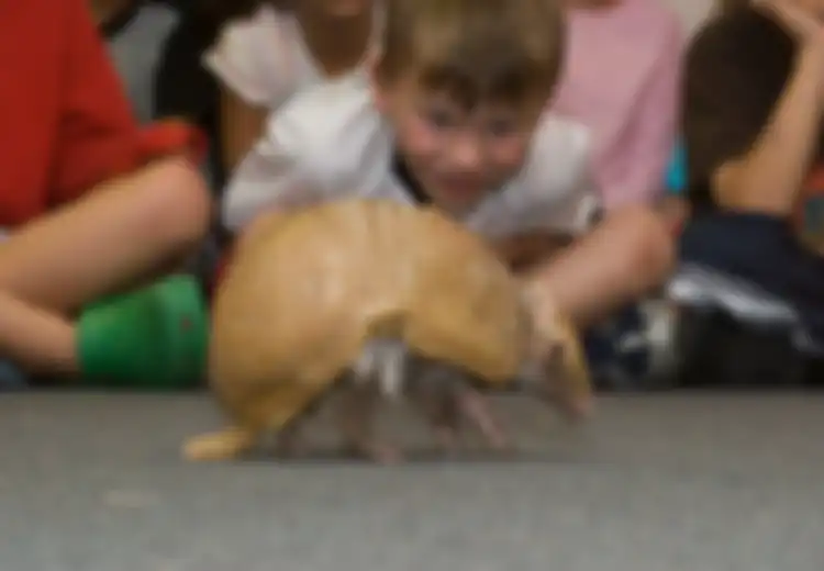 Armadillo, Binatang Penyebar Lepra?