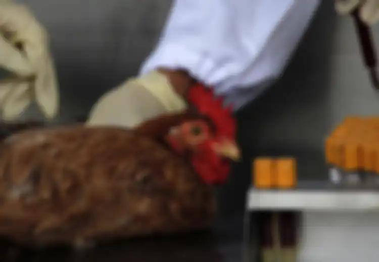 Virus Baru Flu Burung di Cina Masih Misteri