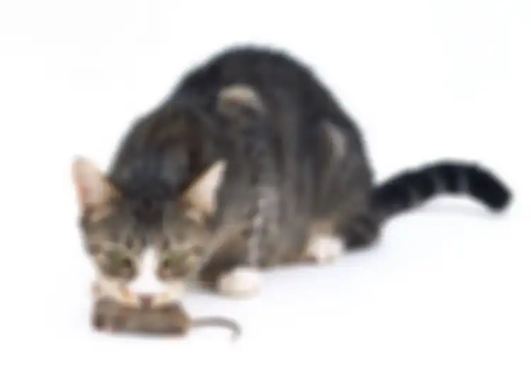 Ada Alasan 'Manis' di Balik Kebiasaan Kucing Bawa Bangkai Hewan ke Rumah