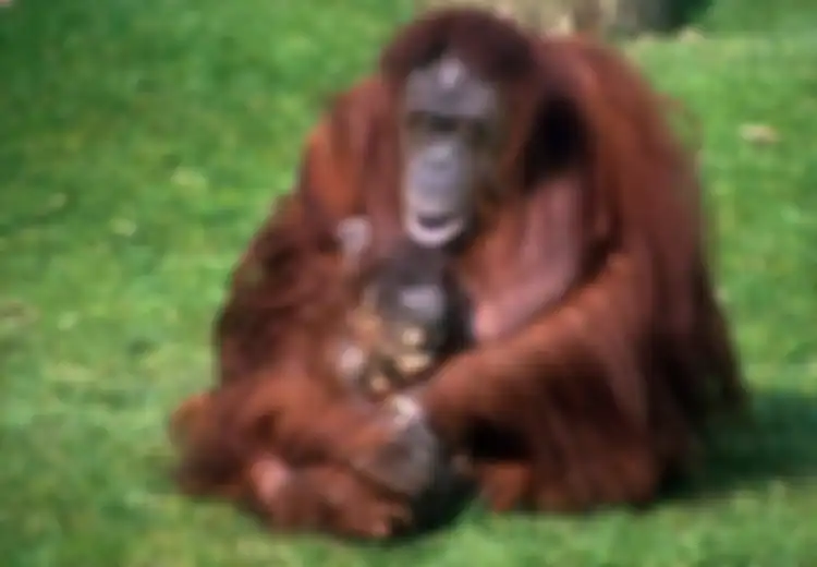Orangutan Terlangka Ditemukan Di Kalimantan