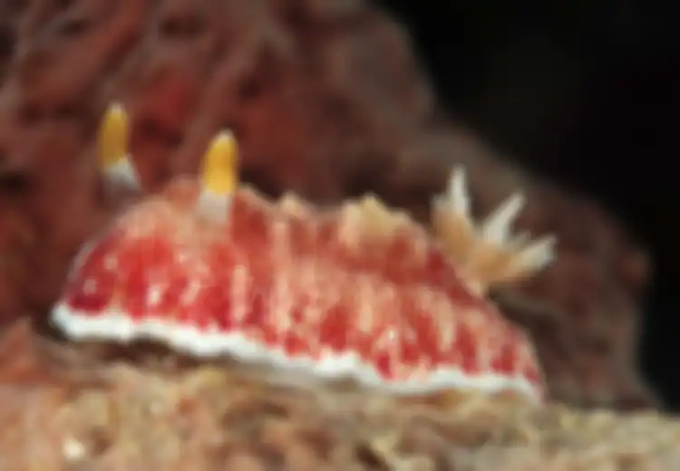 Siput Ini Punya Penis Sekali Pakai