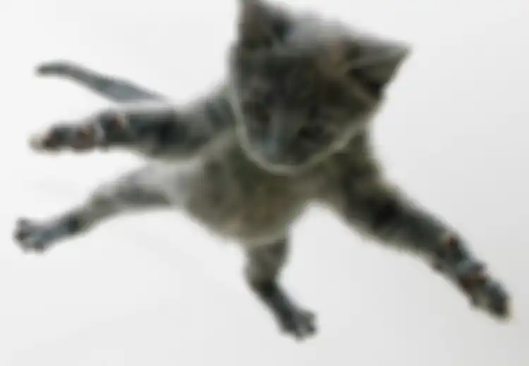 Rahasia Pendaratan Kucing