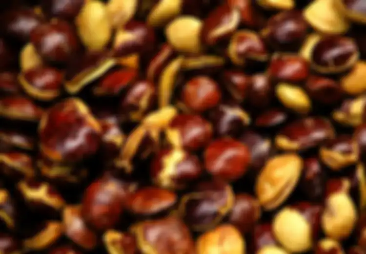Puasa Kian Dekat, Harga Jengkol Semakin Meningkat. Perlukah Khawatir?