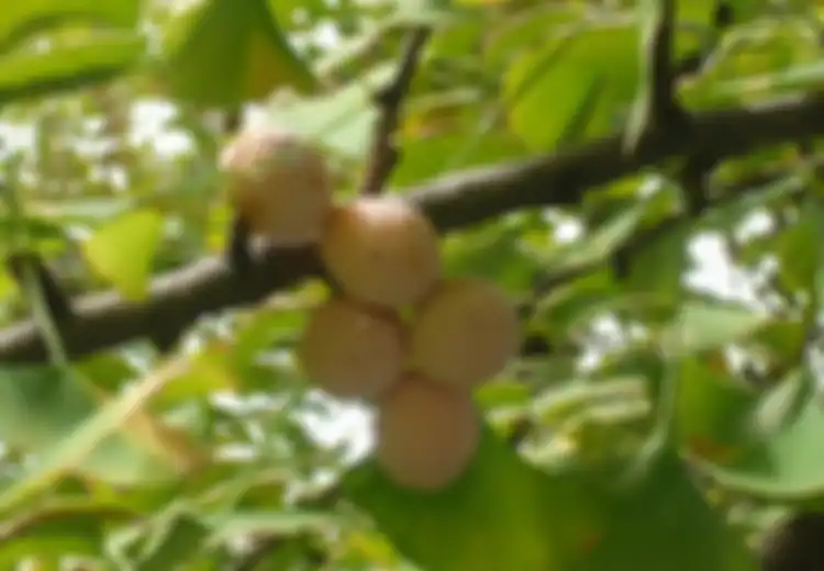 Apa yang Ada di Benak Anda saat Mendengar Istilah Ginkgo Biloba? Jawabanmu Bisa Jadi Berbeda dengan Aslinya