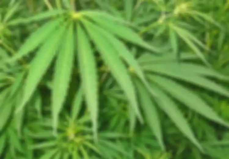Ganja Membuat Kontrol Sopir Berkurang