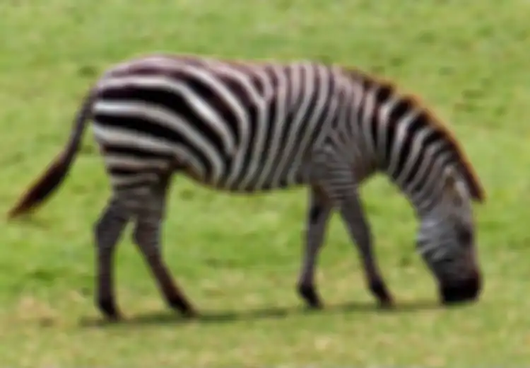 Ternyata Kulit Zebra Berwarna Hitam-Putih Agar dapat Menghalau Serangga Vampir