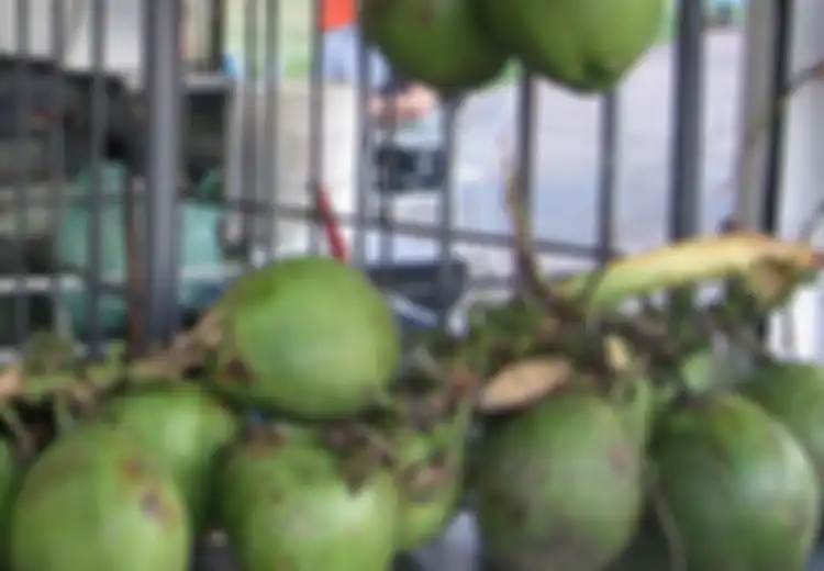 Air Kelapa Muda Bikin Lelah