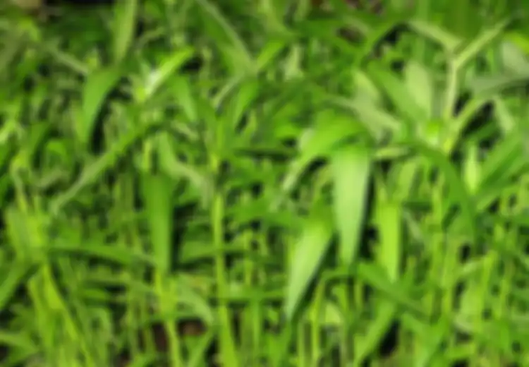 Jadi Makanan Populer di Indonesia, Kangkung Justru Terlarang di Amerika