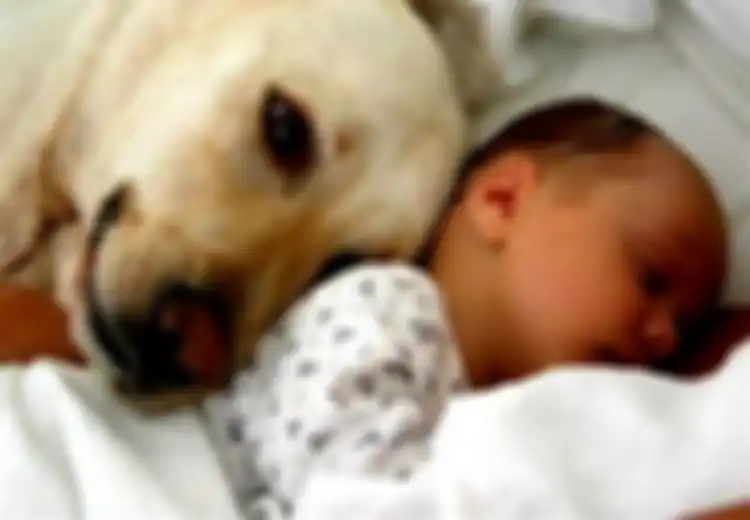 Anjing Lindungi Bayi dari Asma dan Alergi